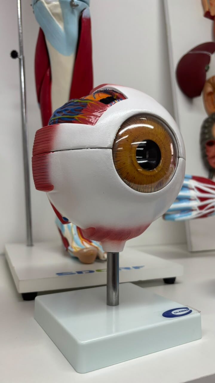 Modelos anatômicos em detalhe